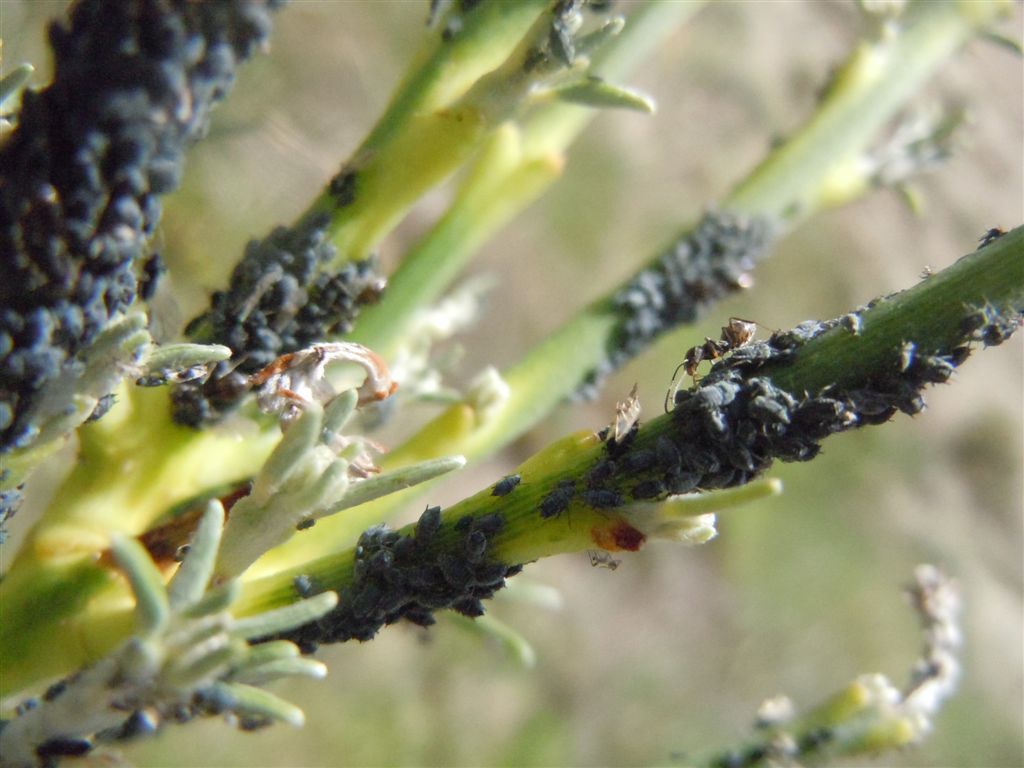 Afidi neri e formiche - Aphis sp. e Tapinoma sp.